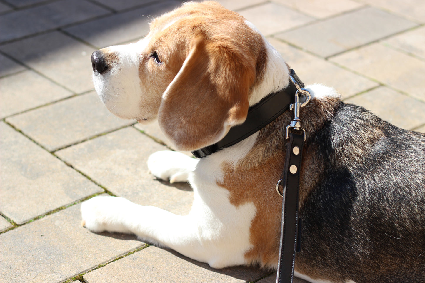 FinestPaw_Halsband_Klassik_Premium_schwarz_all_all_set