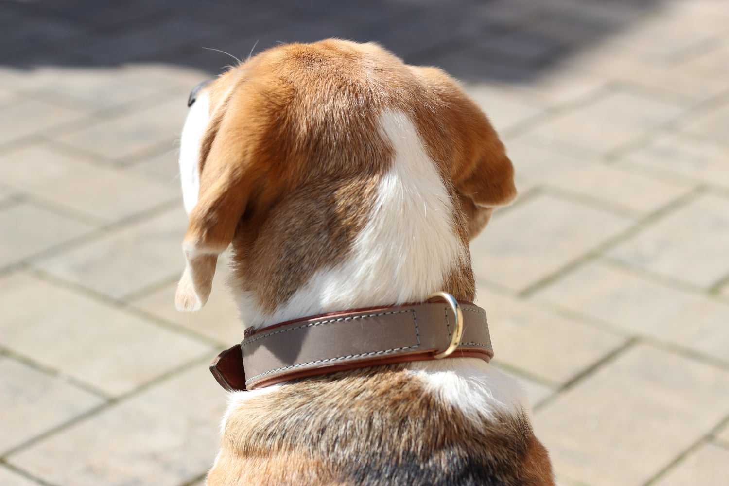 FinestPaw_Halsband_Klassik_Premium_taupe_all_all_dring