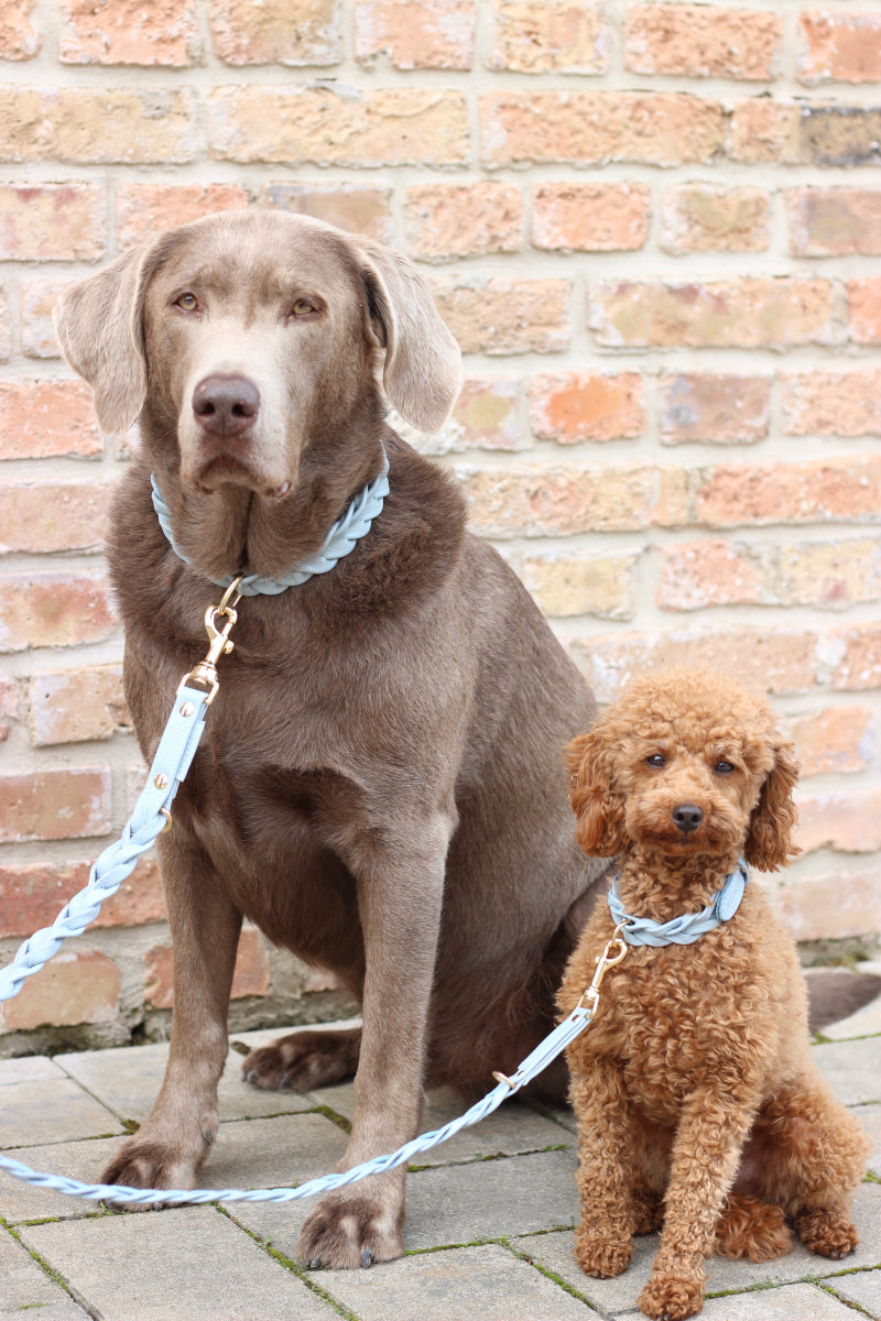 FinestPaw_Halsband_Vollgeflochten_Blau_Collection2