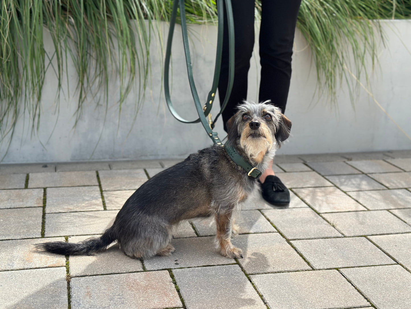 FinestPaw_Leine_Flechtkunst_Fuehrleine_fichte_all_all_all_set2