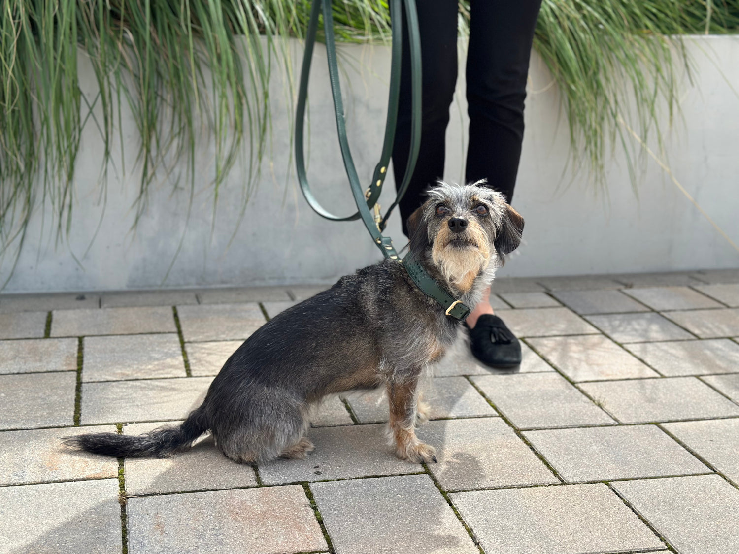 FinestPaw_Leine_Flechtkunst_Fuehrleine_fichte_all_all_all_set2