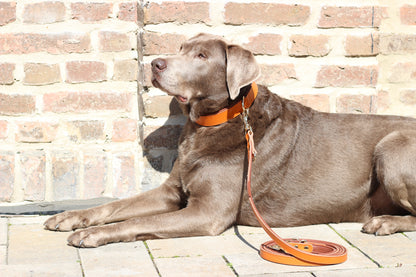 FinestPaw_Leine_Klassik_Premium_Fuehrleine_orange_all_all_all_set1