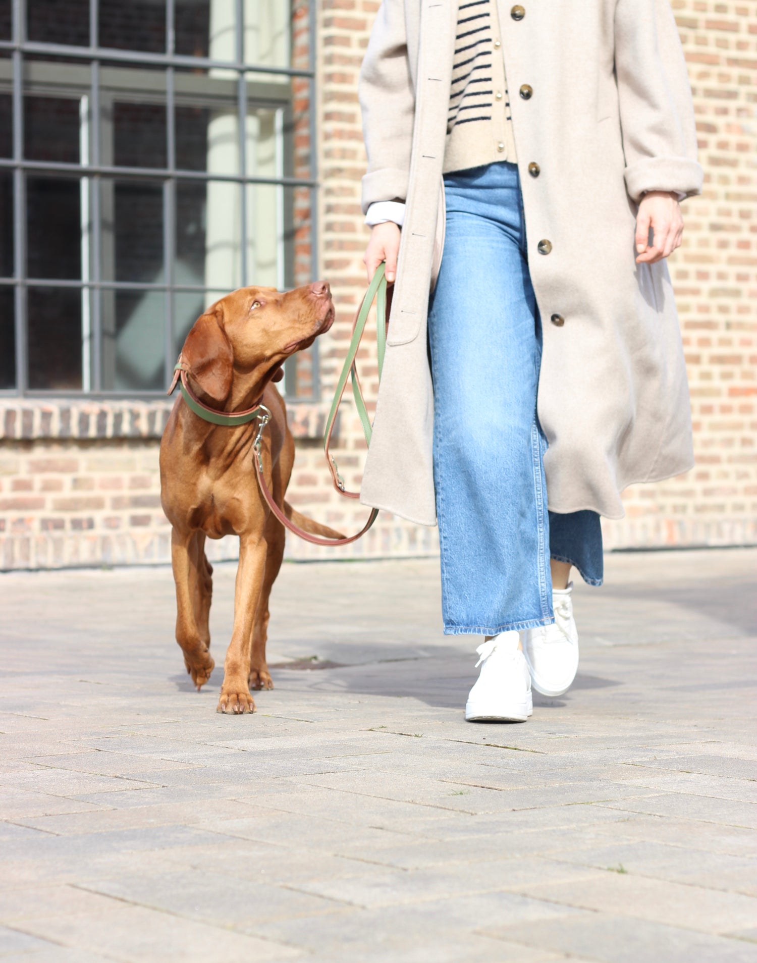 FinestPaw_Leine_Klassik_Premium_Fuehrleine_salbei_all_all_all_set1