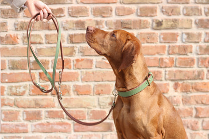 FinestPaw_Leine_Klassik_Premium_Fuehrleine_salbei_all_all_all_set2