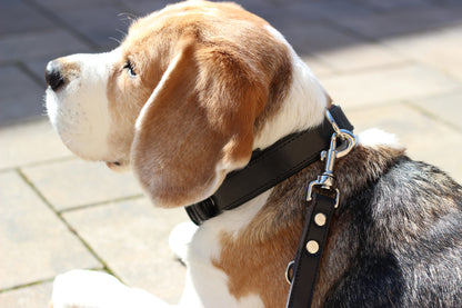 FinestPaw_Leine_Klassik_Premium_Fuehrleine_schwarz_all_all_all_set1