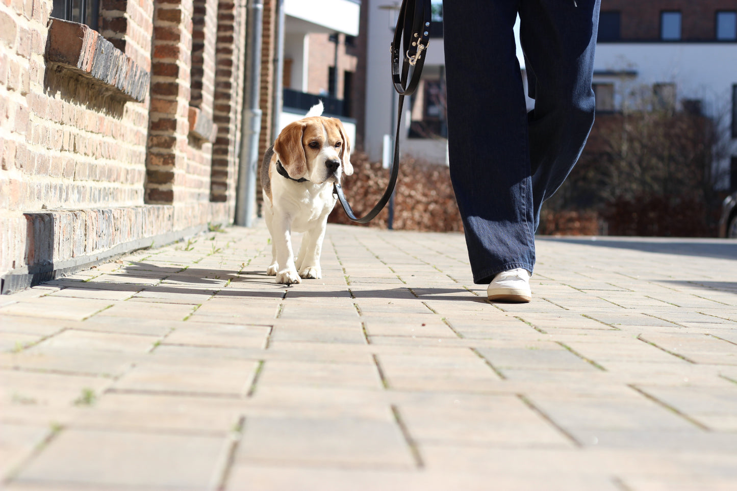 FinestPaw_Leine_Klassik_Premium_Fuehrleine_schwarz_all_all_all_set2