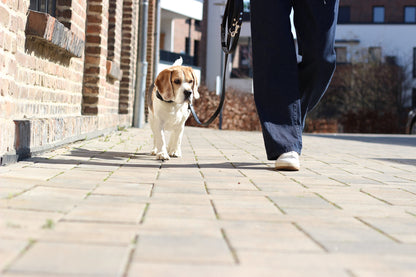 FinestPaw_Leine_Klassik_Premium_Fuehrleine_schwarz_all_all_all_set2