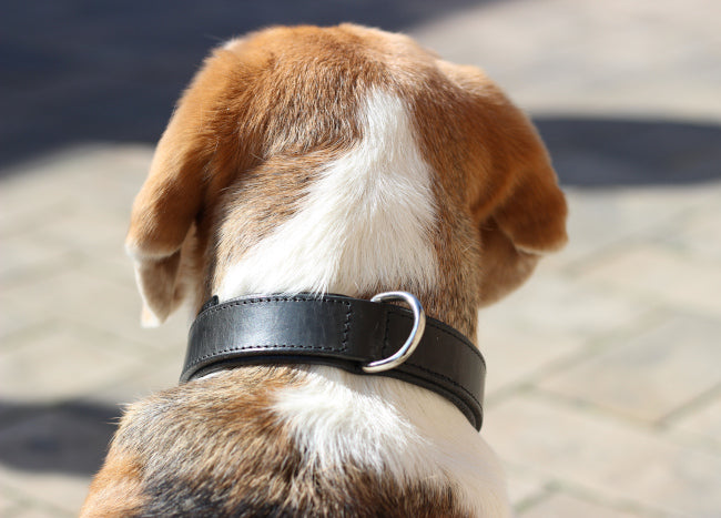 FinestPaw Hundezubehör Hundehalsband Schwarz D-Ring Silber