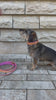 FinestPaw Soft Komfort Beige-Rosa Hundehalsband und Leine Set